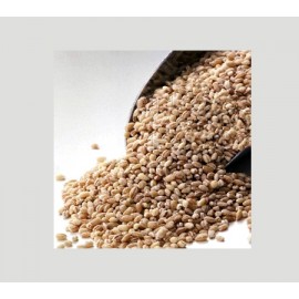 Barley Grain. 1 Lb.