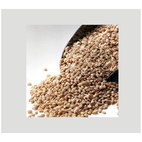 Barley Grain. 1 Lb.