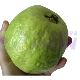 Large Guava. One Count.