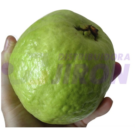 Large Guava. One Count.