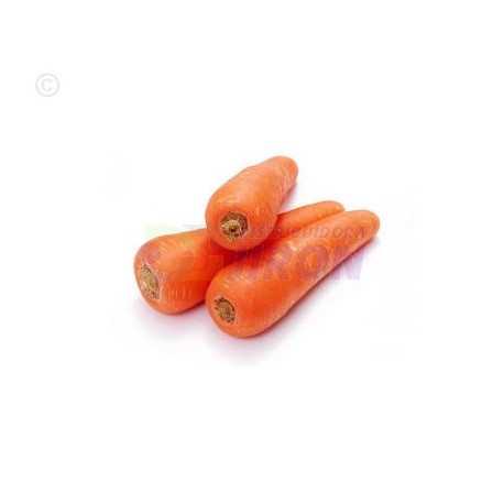 Zanahoria. Unidad.