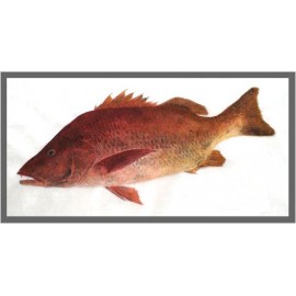 Red Snapper Fish. 1 Lb.